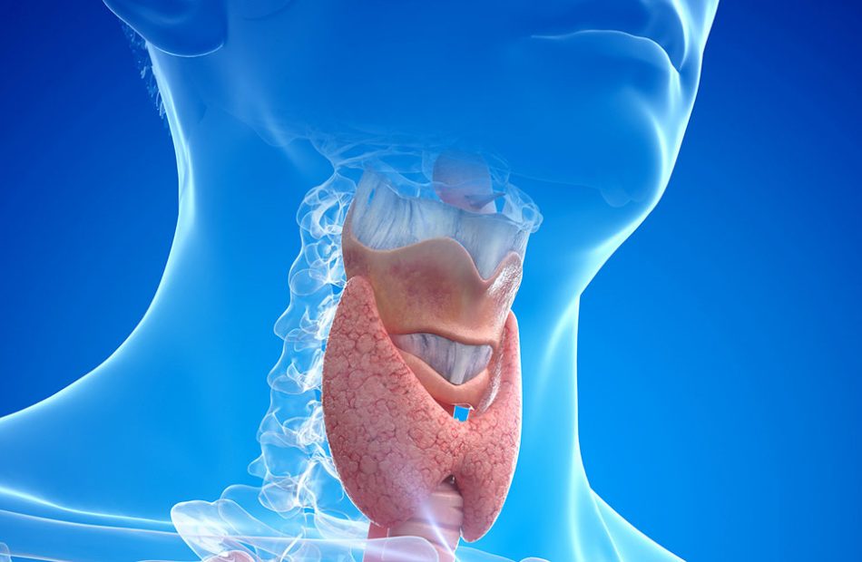 Blog-Thyroid-L
