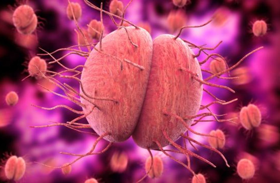 neisseria-gonorrhoeae-bacteria